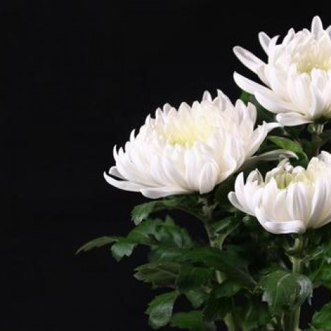 葬儀で使用する献花の花言葉サムネイル