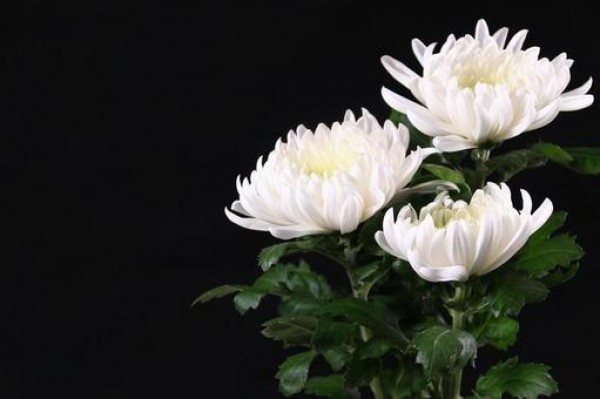 葬儀で使用する献花の花言葉サムネイル